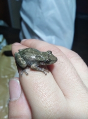 Scinax nasicus