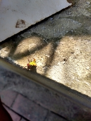 Micrathena fissispina