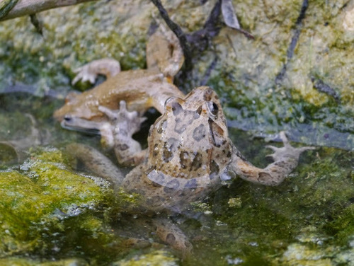 Discoglossus pictus