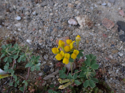 Lotus cytisoides (Lotus cytisoides)