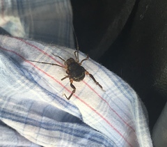 Erginulus subserialis