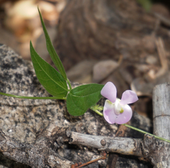Phaseolus acutifolius