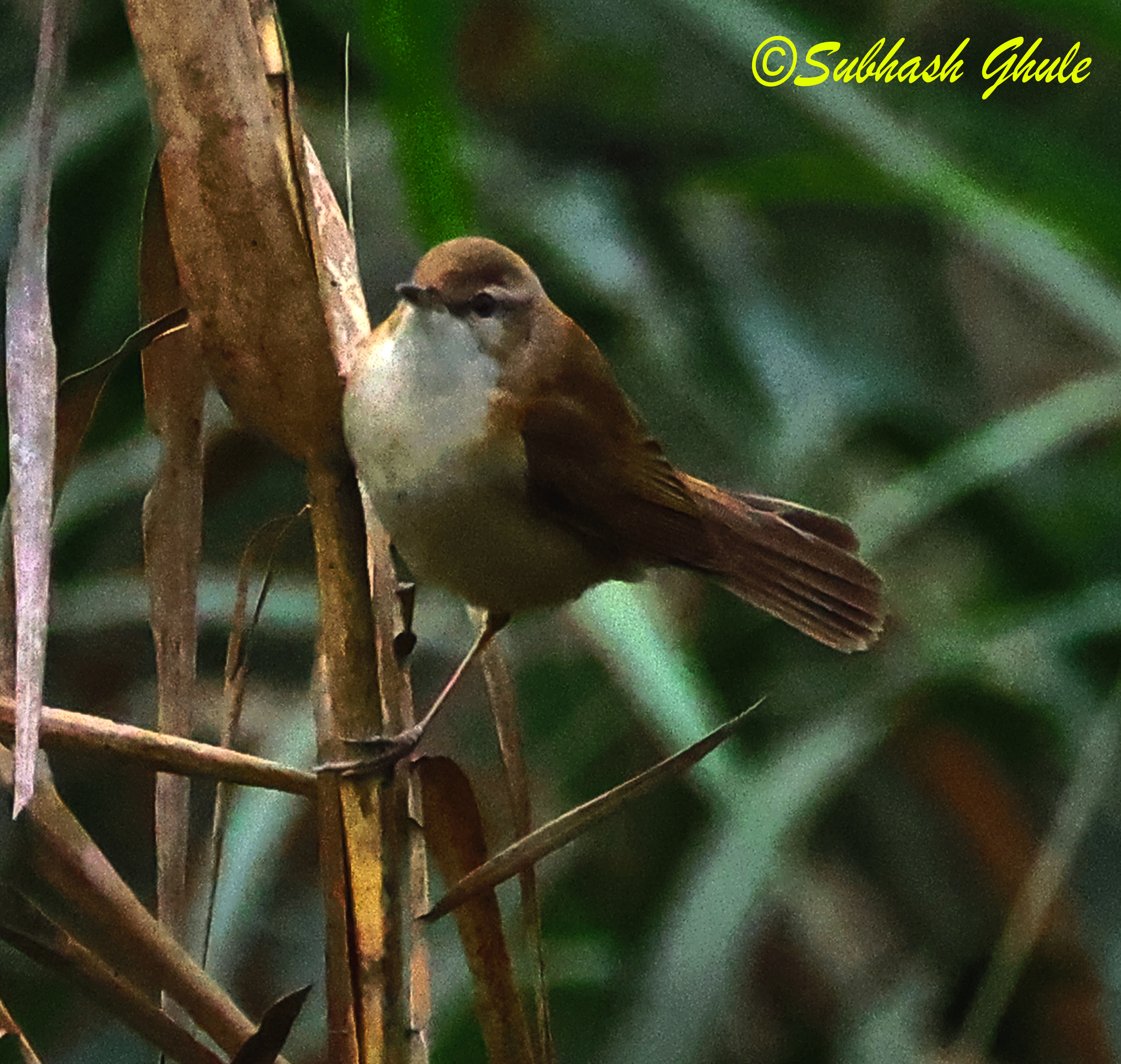 Paddyfield Warbler