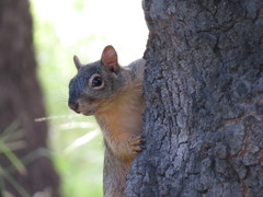 Sciurus nayaritensis