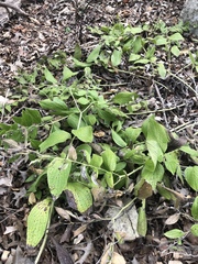 Lithospermum helleri