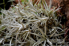 Tillandsia albida