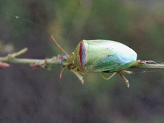 Piezodorus guildinii