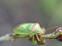 Piezodorus guildinii