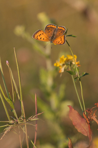 Lycaena dispar