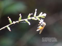 Copestylum haagii