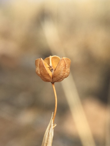 Image of Sisyrinchium funereum by (c) Matt Berger, some rights reserved (CC BY)