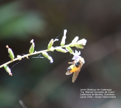 Copestylum haagii