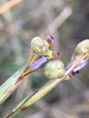 Sisyrinchium funereum