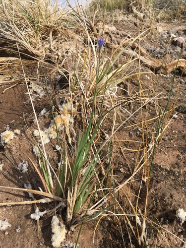 Image of Sisyrinchium funereum by (c) Matt Berger, some rights reserved (CC BY)