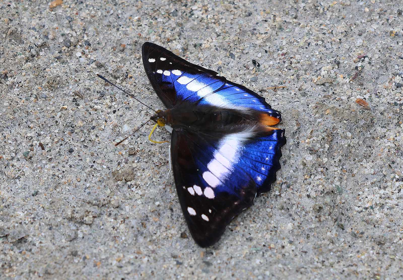 Indian Purple Emperor