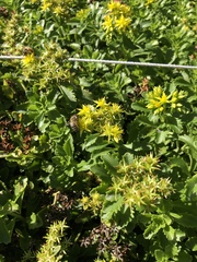 Apis mellifera