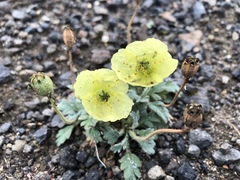 Papaver radicatum alaskanum