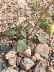 Chylismia claviformis lancifolia