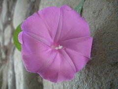 Ipomoea dumosa