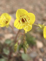 Chylismia claviformis lancifolia