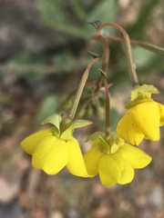 Chylismia claviformis lancifolia