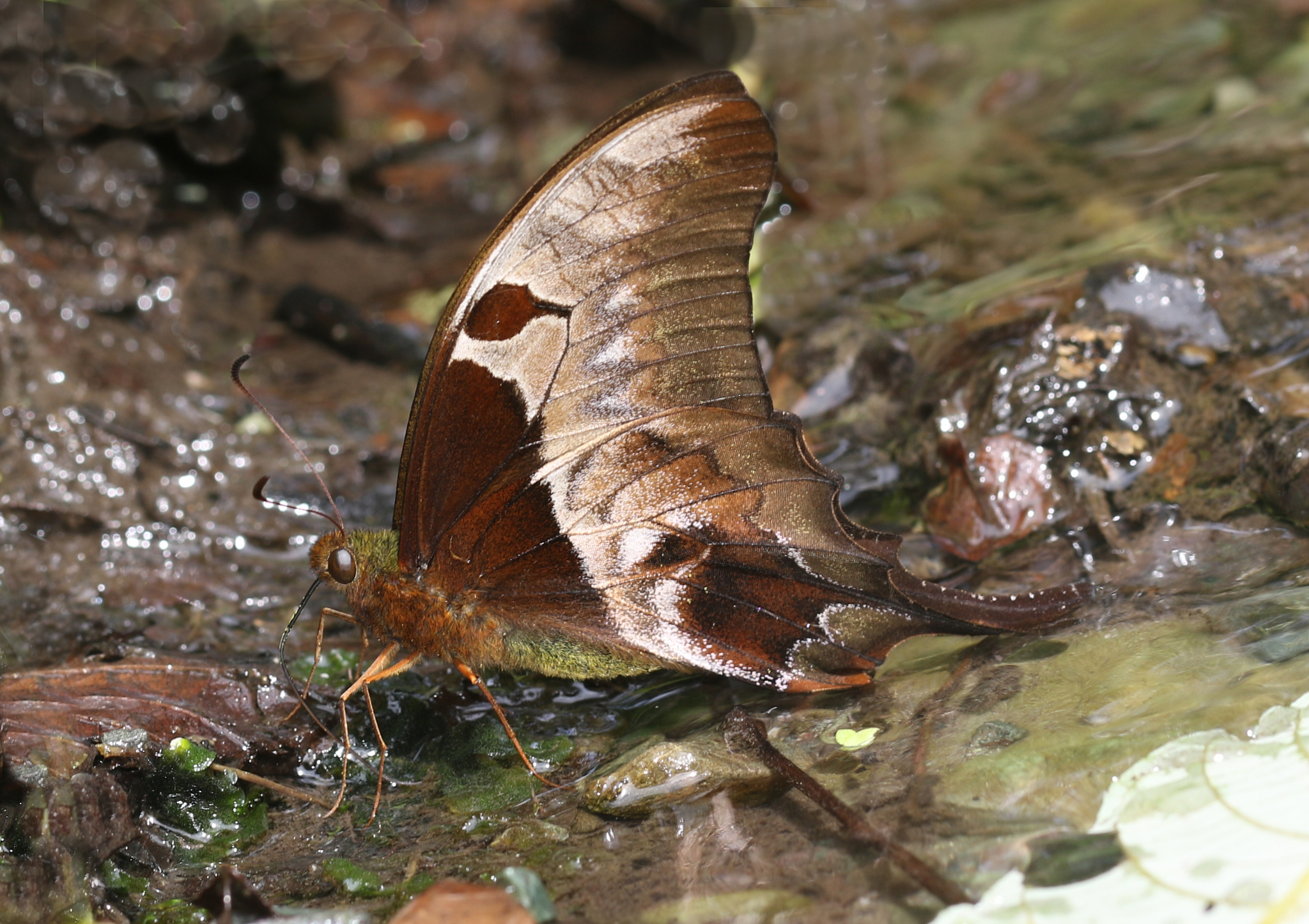 Brown Gorgon