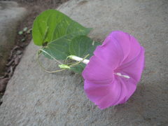 Ipomoea dumosa