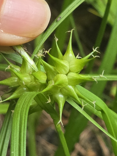 Carex dickinsii iNat (3)