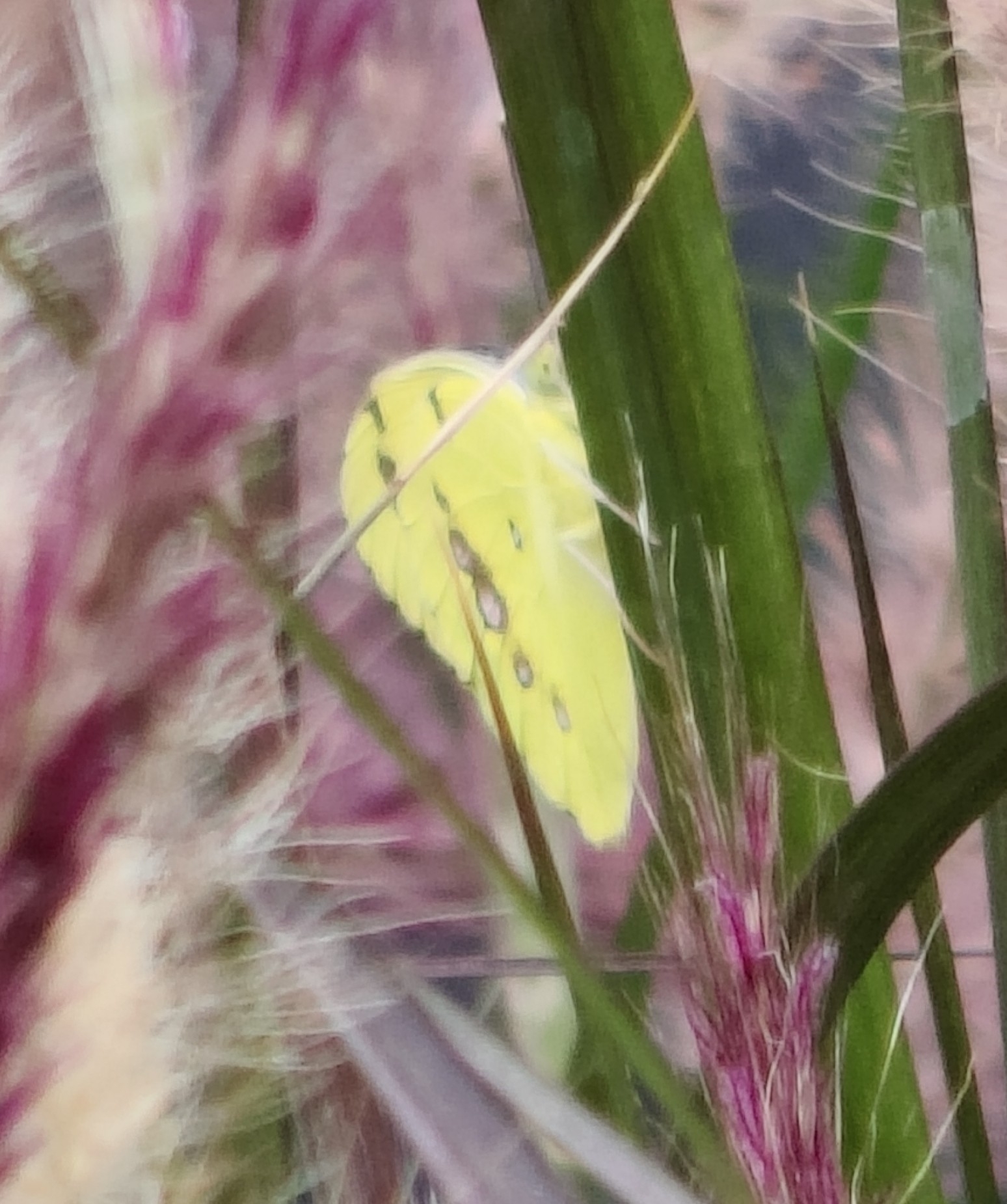 White Orange-Tip