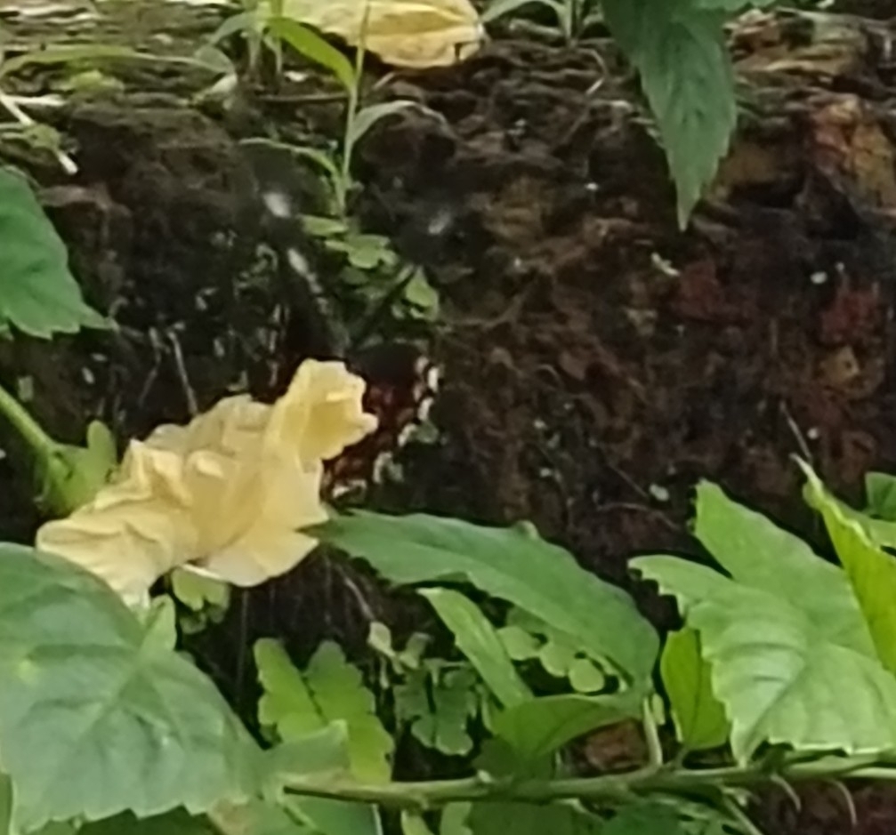 Common Mormon