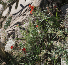 Castilleja lanata