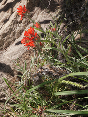 Castilleja lanata