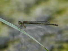 Ischnura genei