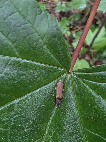 bordered click beetle, 1931 AR Egmond aan Zee, Nederland, photo 6 of 10