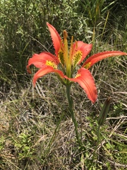 Lilium catesbaei image