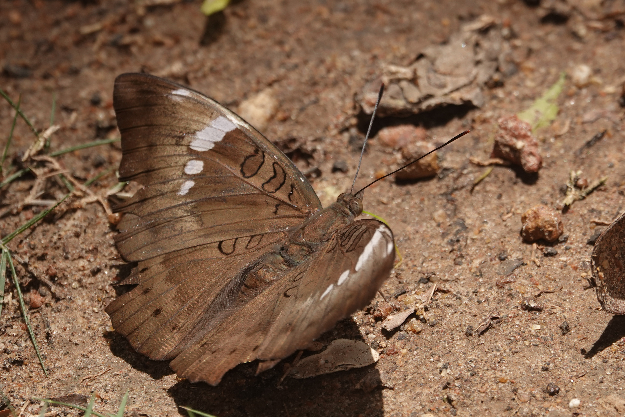 Common Baron