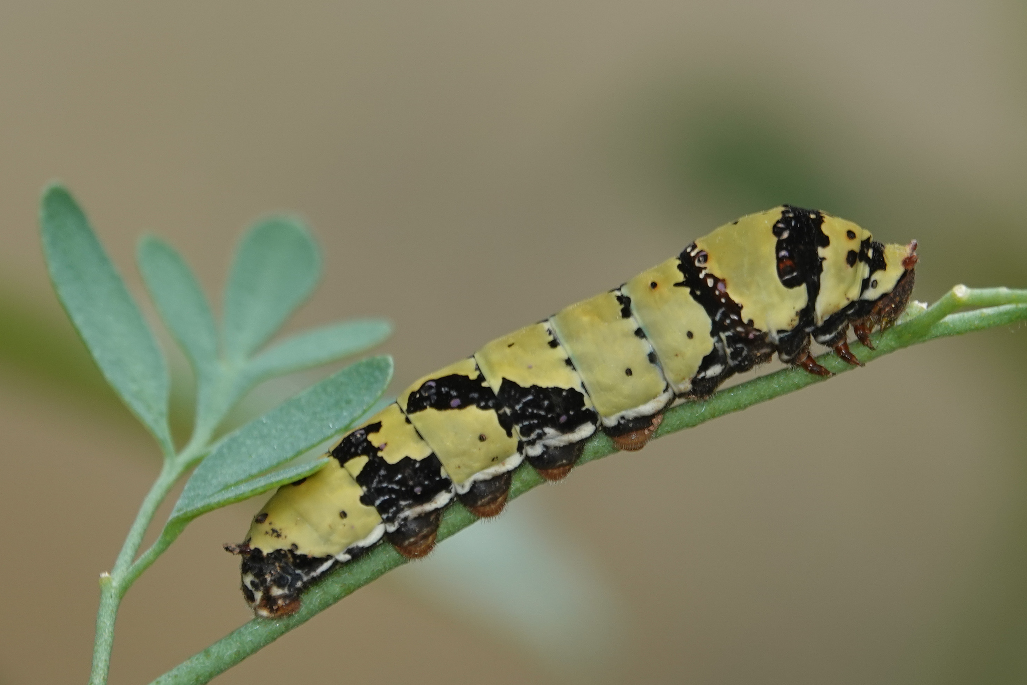 Lime Swallowtail