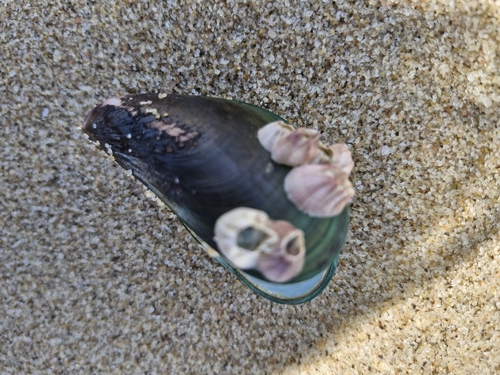 Asian Green Mussel