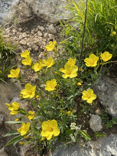 Linum tauricum, photograph 5
