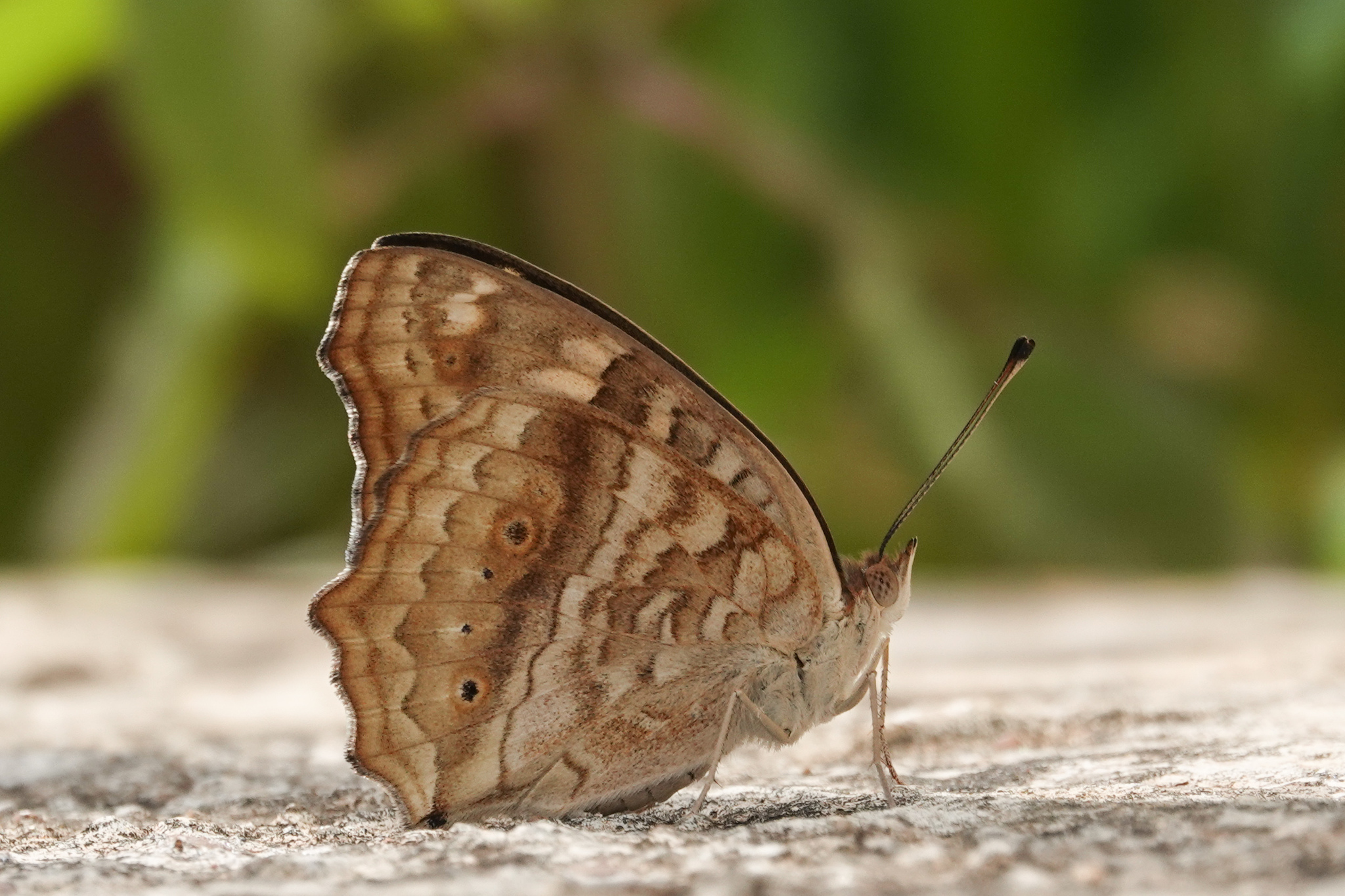 Lemon Pansy