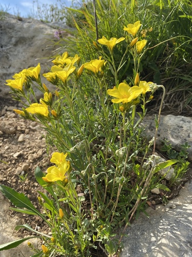 Linum tauricum, photograph 6