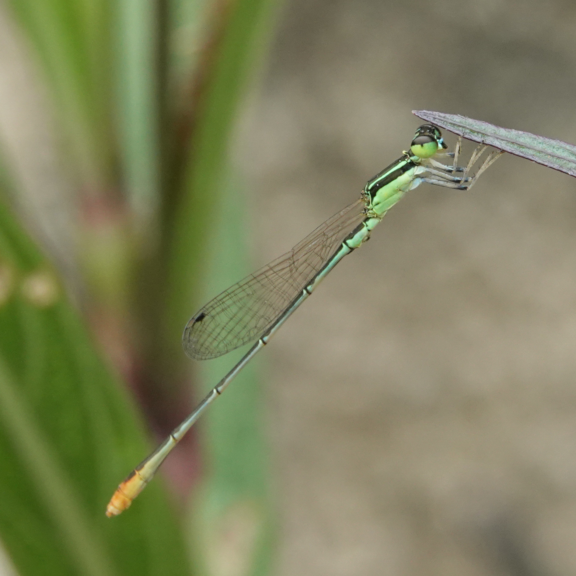 Pygmy Dartlet