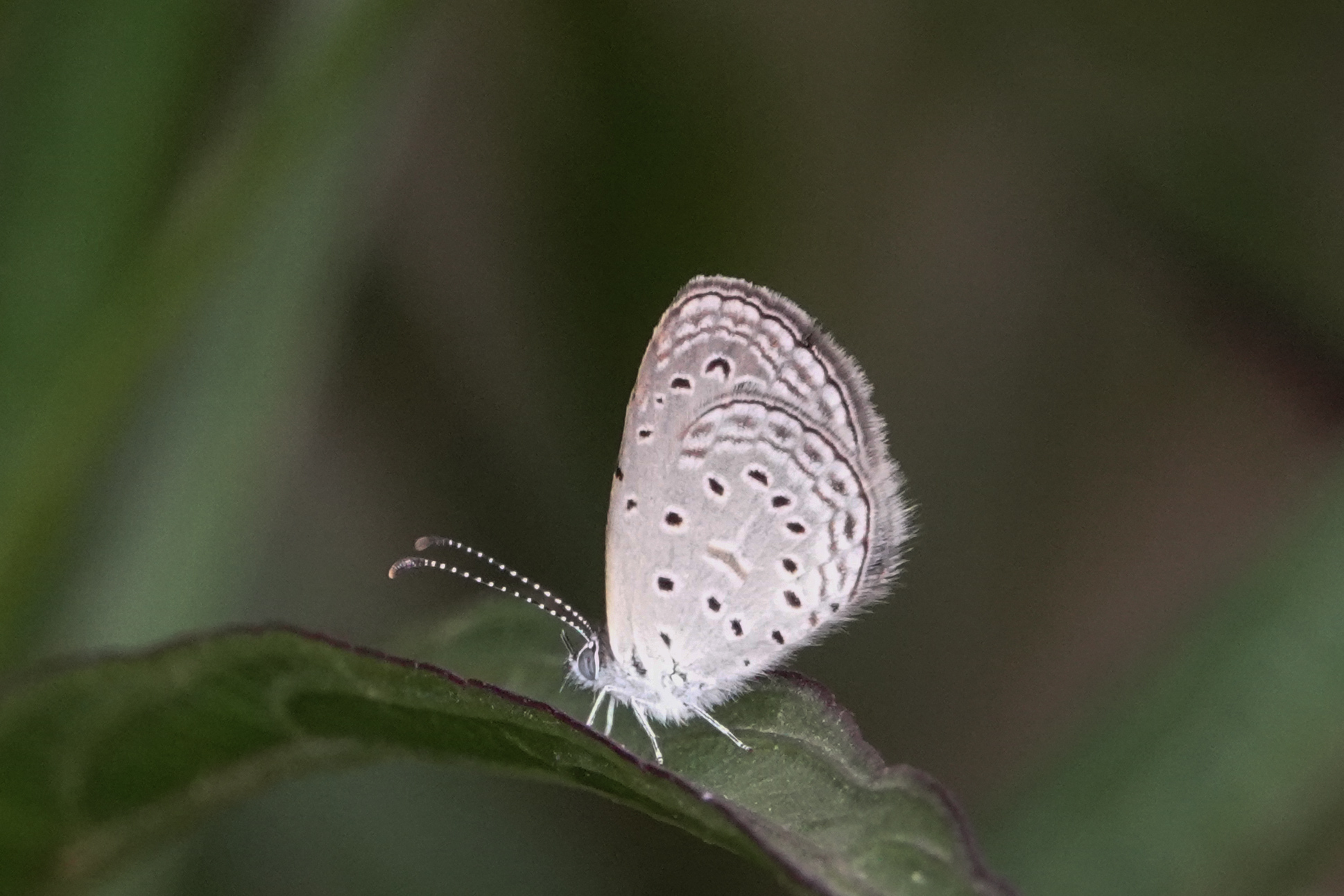 Tiny Grass Blue