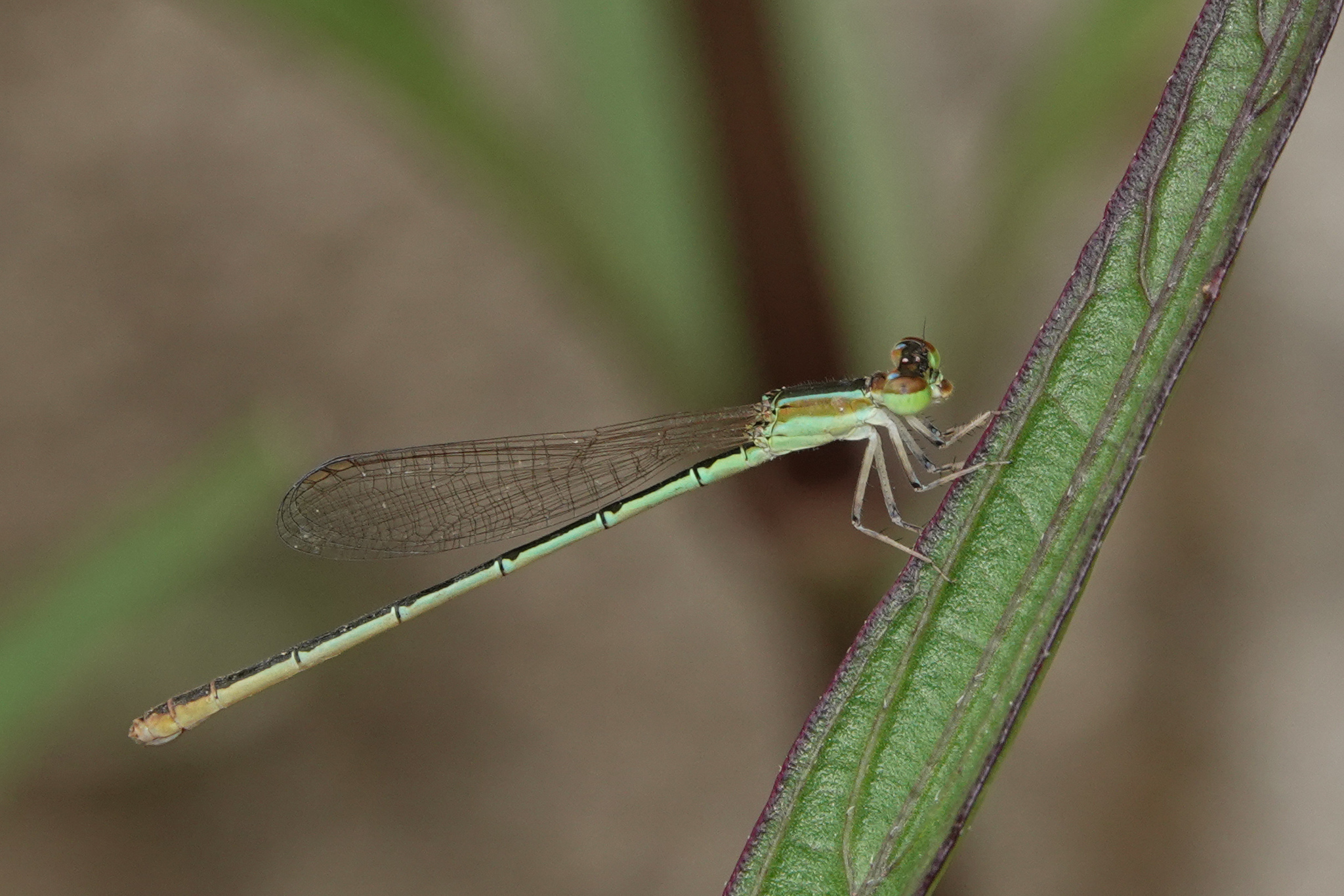 Pygmy Dartlet