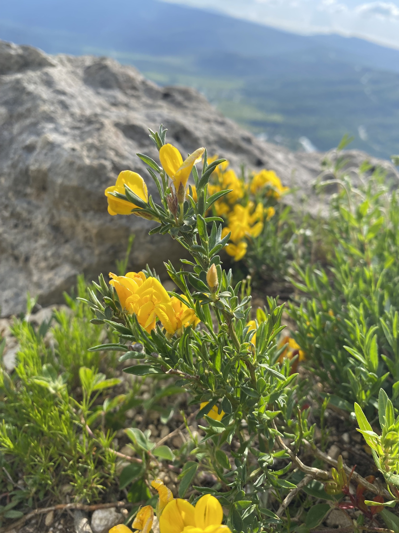 Hairy Greenweed (Genista albida)