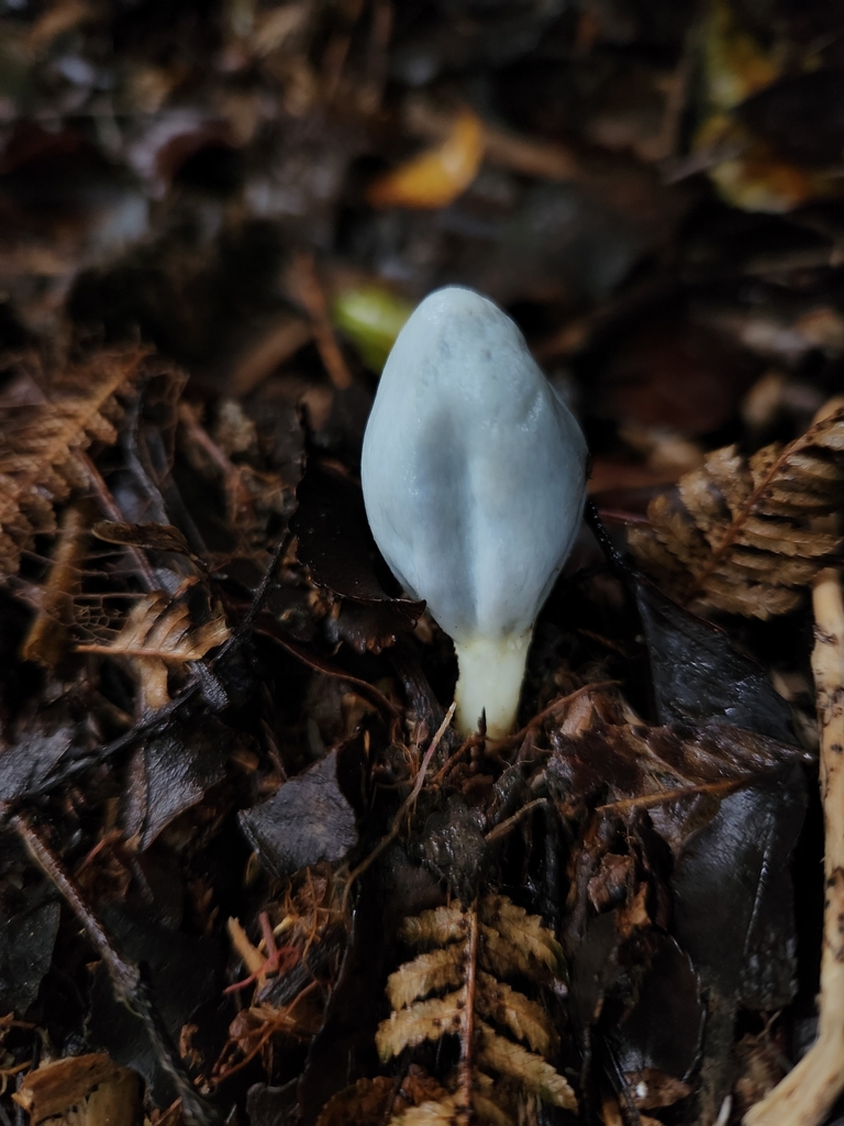 Clavogaster virescens · June 2025 · photo: © archie_tarn (iNaturalist, cc-by)
