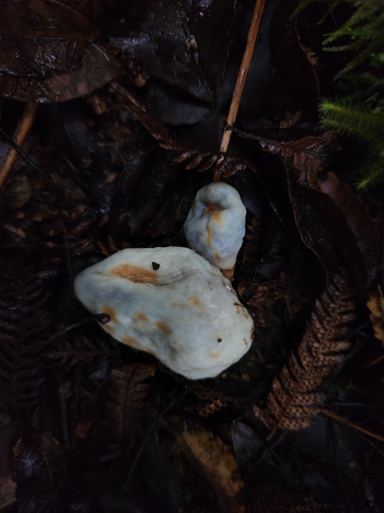 Clavogaster virescens · June 2025 · photo: © archie_tarn (iNaturalist, cc-by)