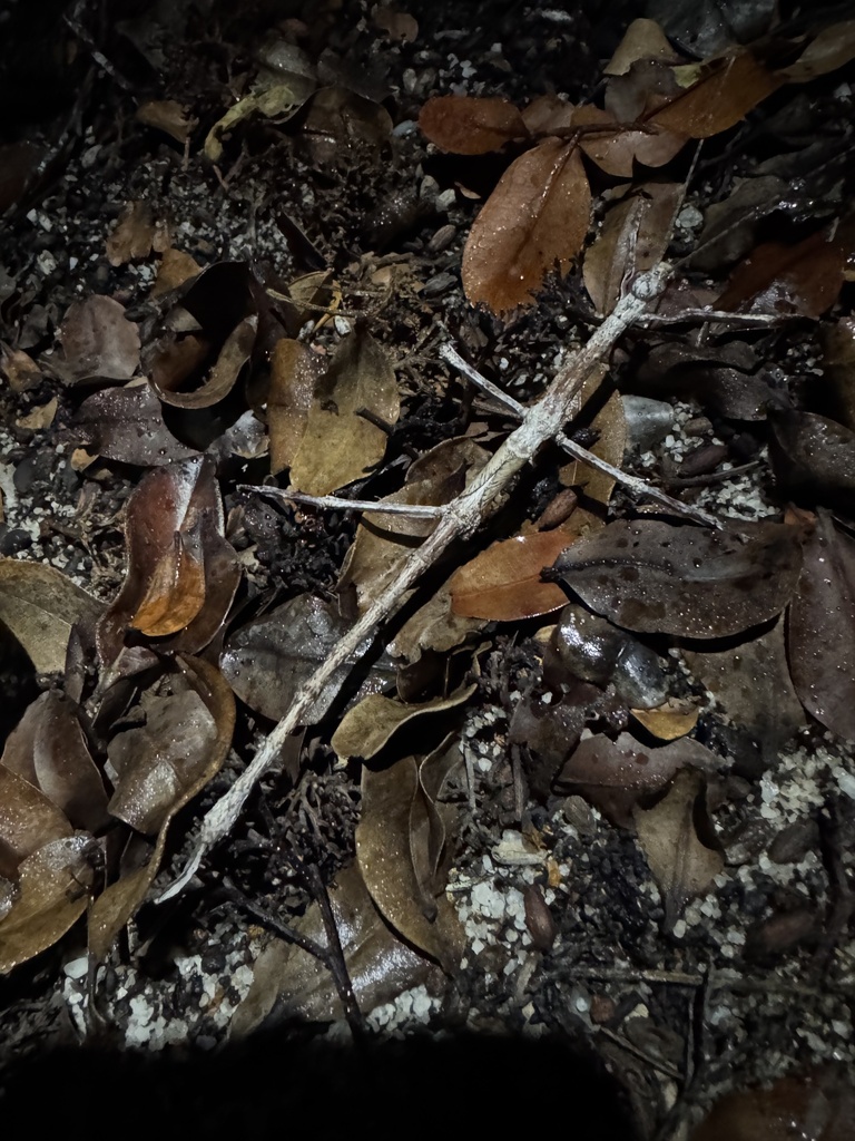 Xylodus ceratocephalus