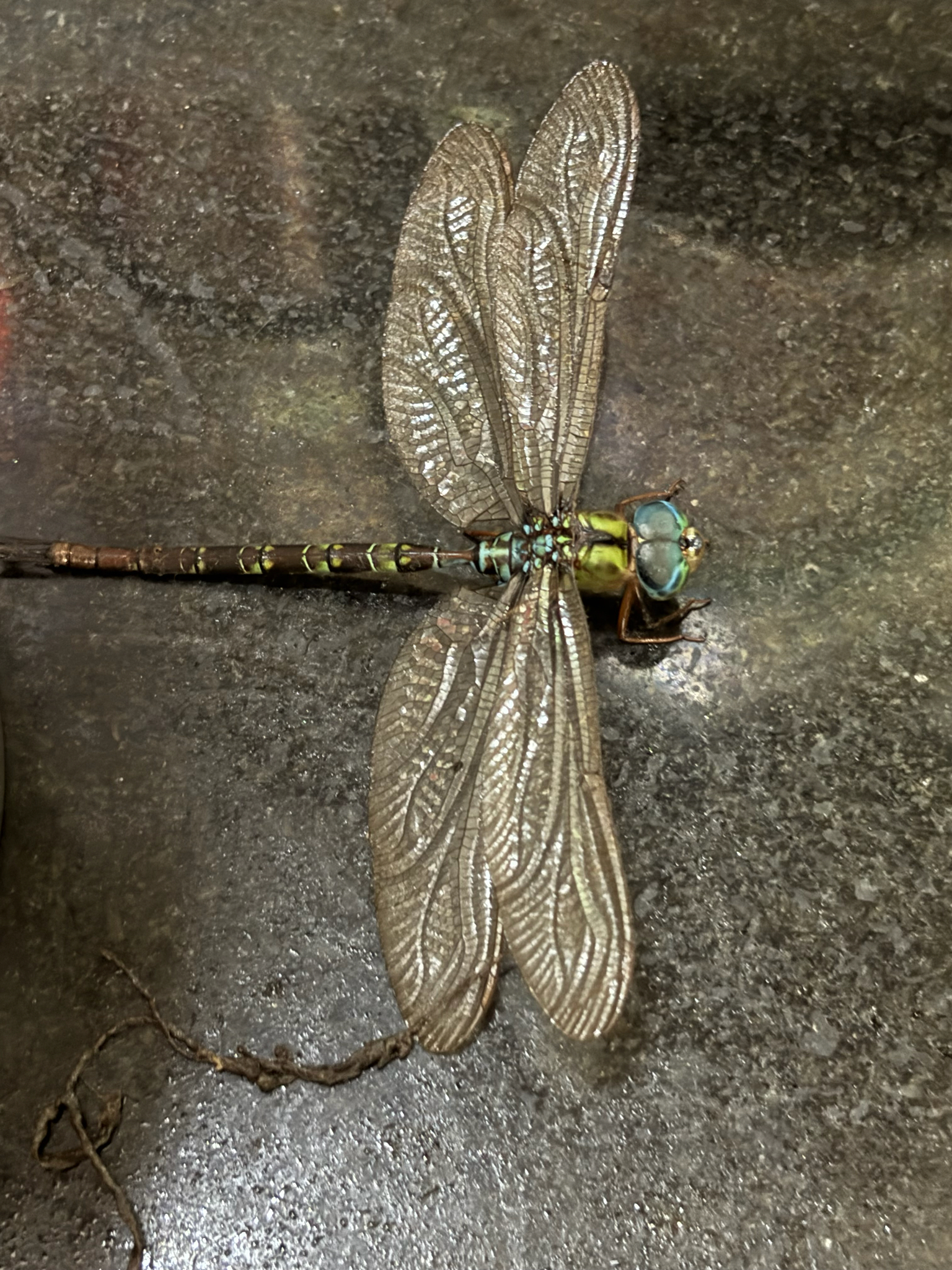 Dingy Duskhawker