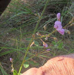 Desmodium psilophyllum